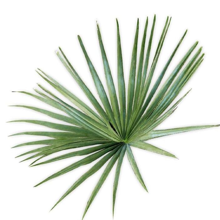 Saw palmetto - sestava UltraMax Testo Enhancer